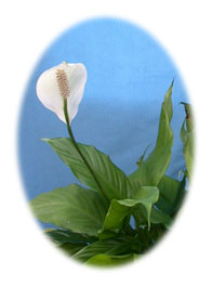 Peace Lily